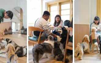 pawvilion dog cafe malang