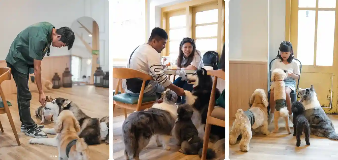 pawvilion dog cafe malang