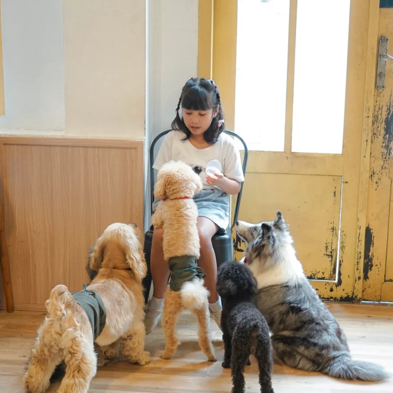 pawvilion dog cafe