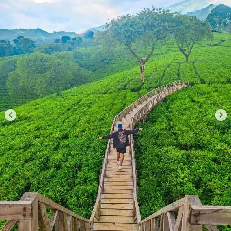 kebun teh Lawang Malang