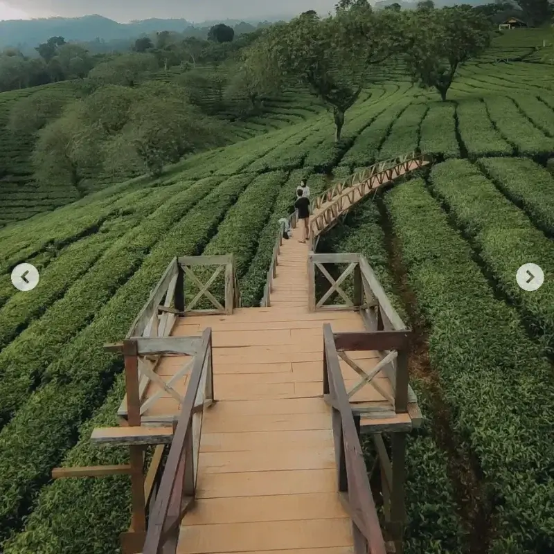 kebun teh di malang