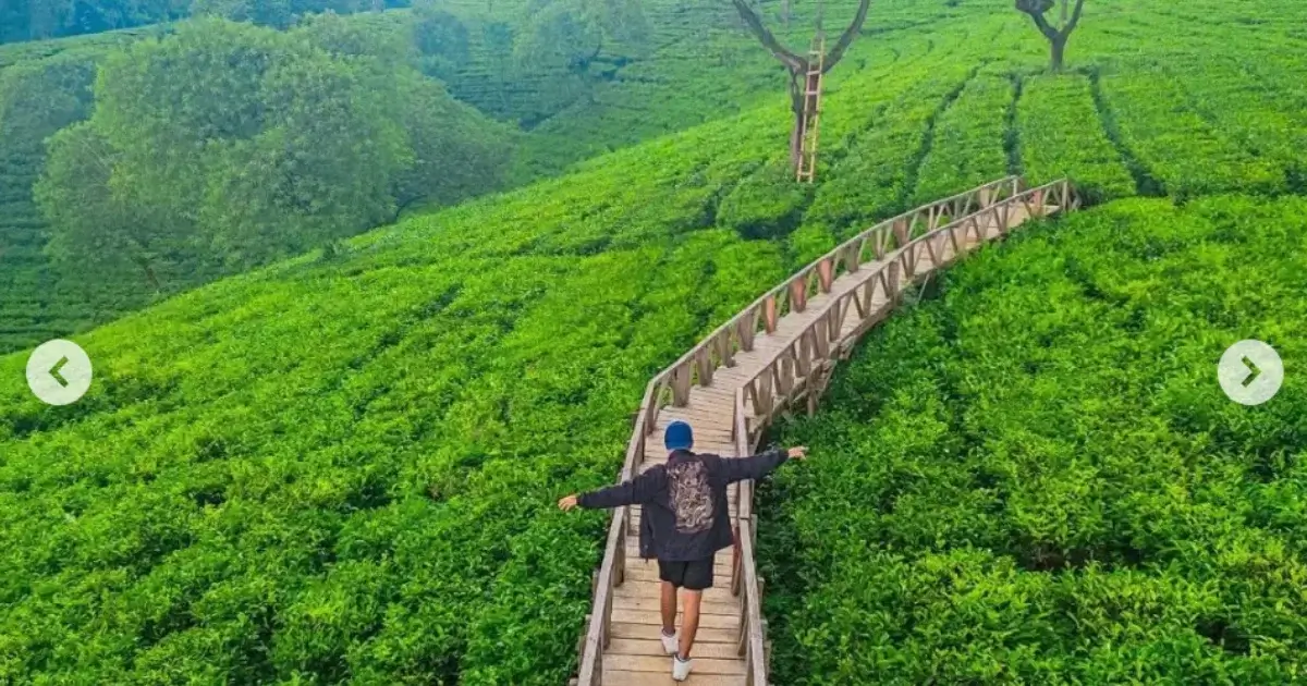 kebun teh wonosari