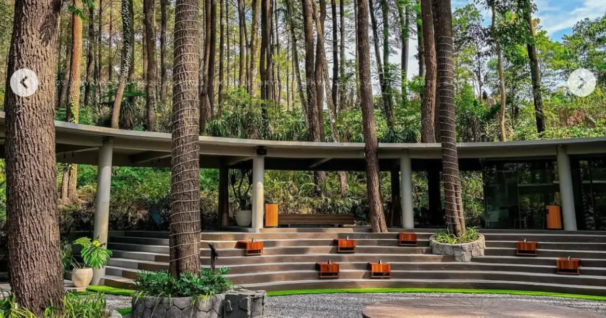 enchanting forest prigen