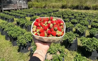 Lumbung Stroberi Batu