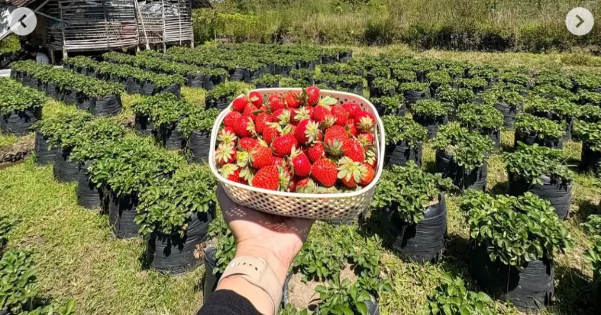 Lumbung Stroberi Batu