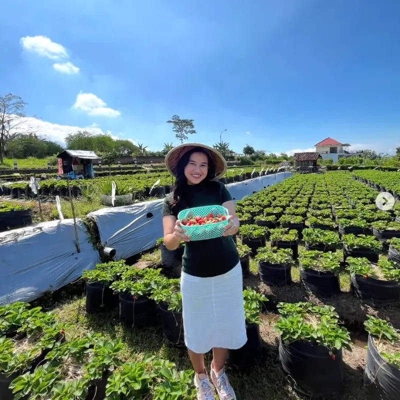 wisata petik stroberi Batu