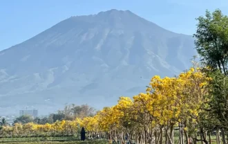 wisata tabebuya batu