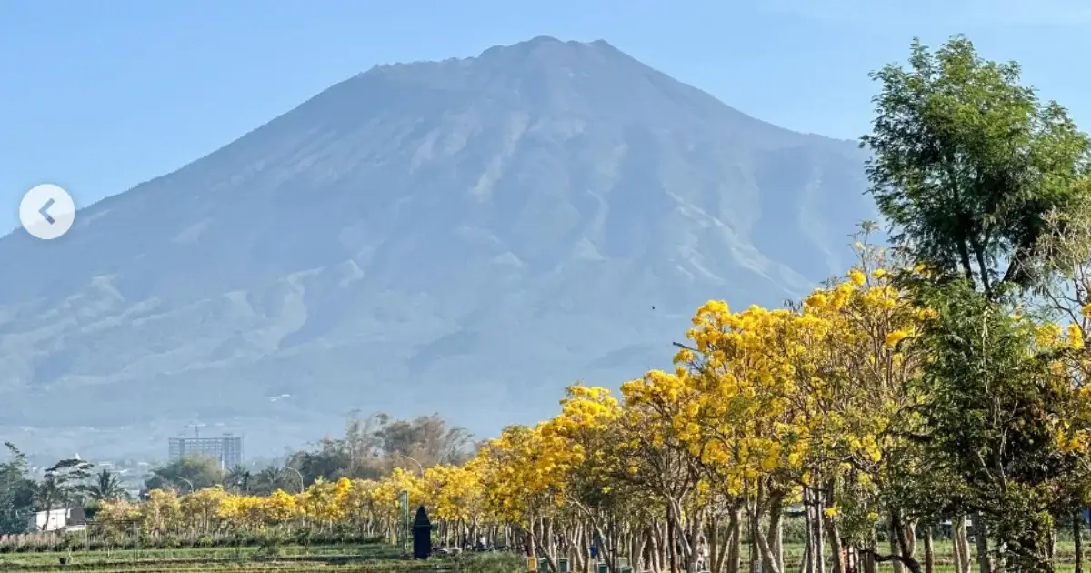 wisata tabebuya batu