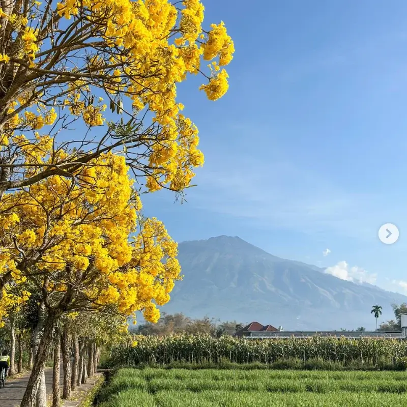wisata tabebuya pendem batu
